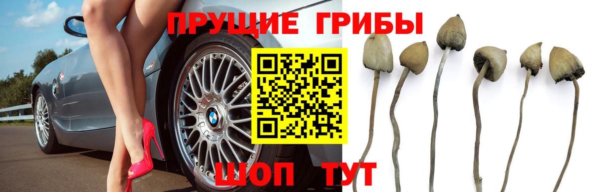 Галлюциногенные грибы мухоморы Электрогорск